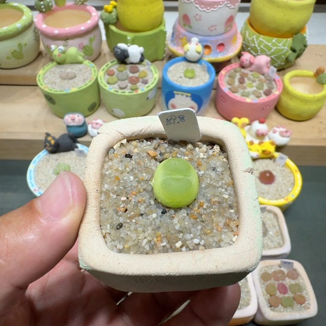 蘑菇264拉登拉登