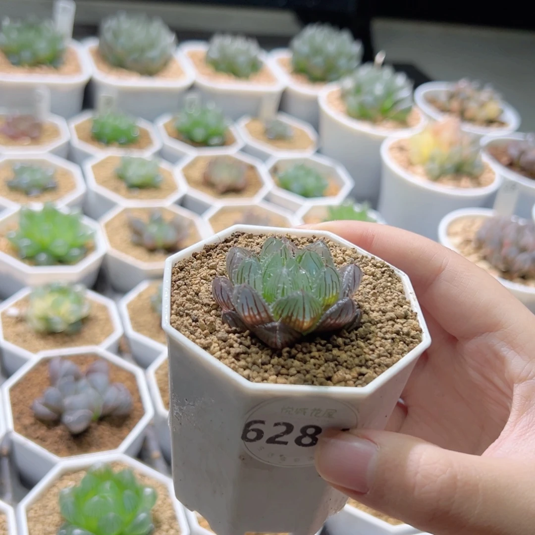 6284号实生针管多肉植物