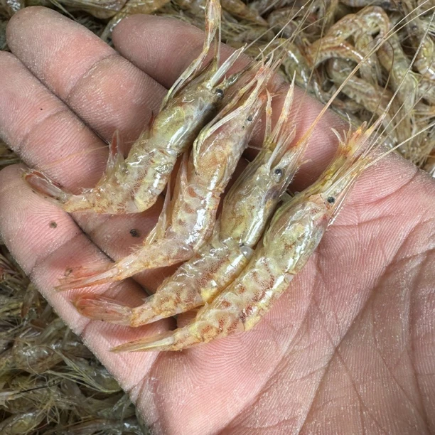 大连本地花虾(红莽子虾）红毛虾 桃花虾3斤装顺丰包邮