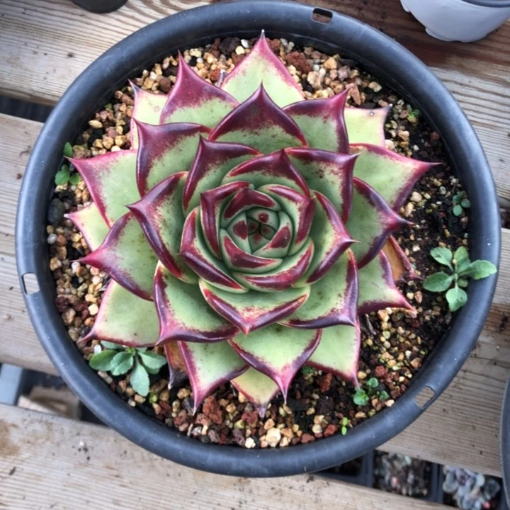 胭脂乌木1111111111