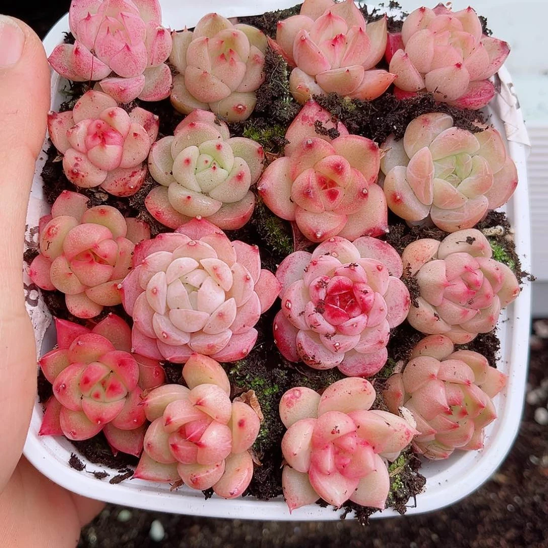 1-261 新疆西藏内蒙不发12.8包邮