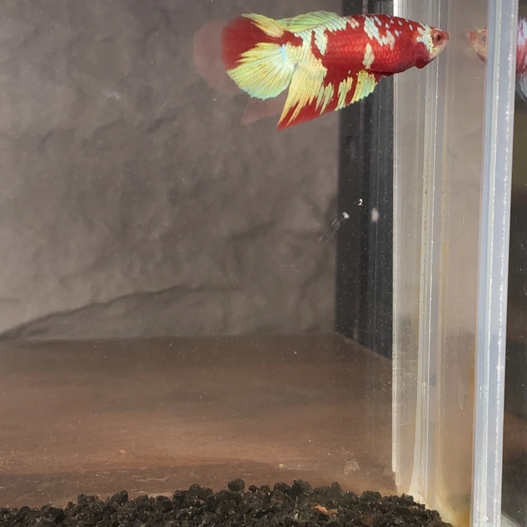 斗鱼彩金半月母鱼