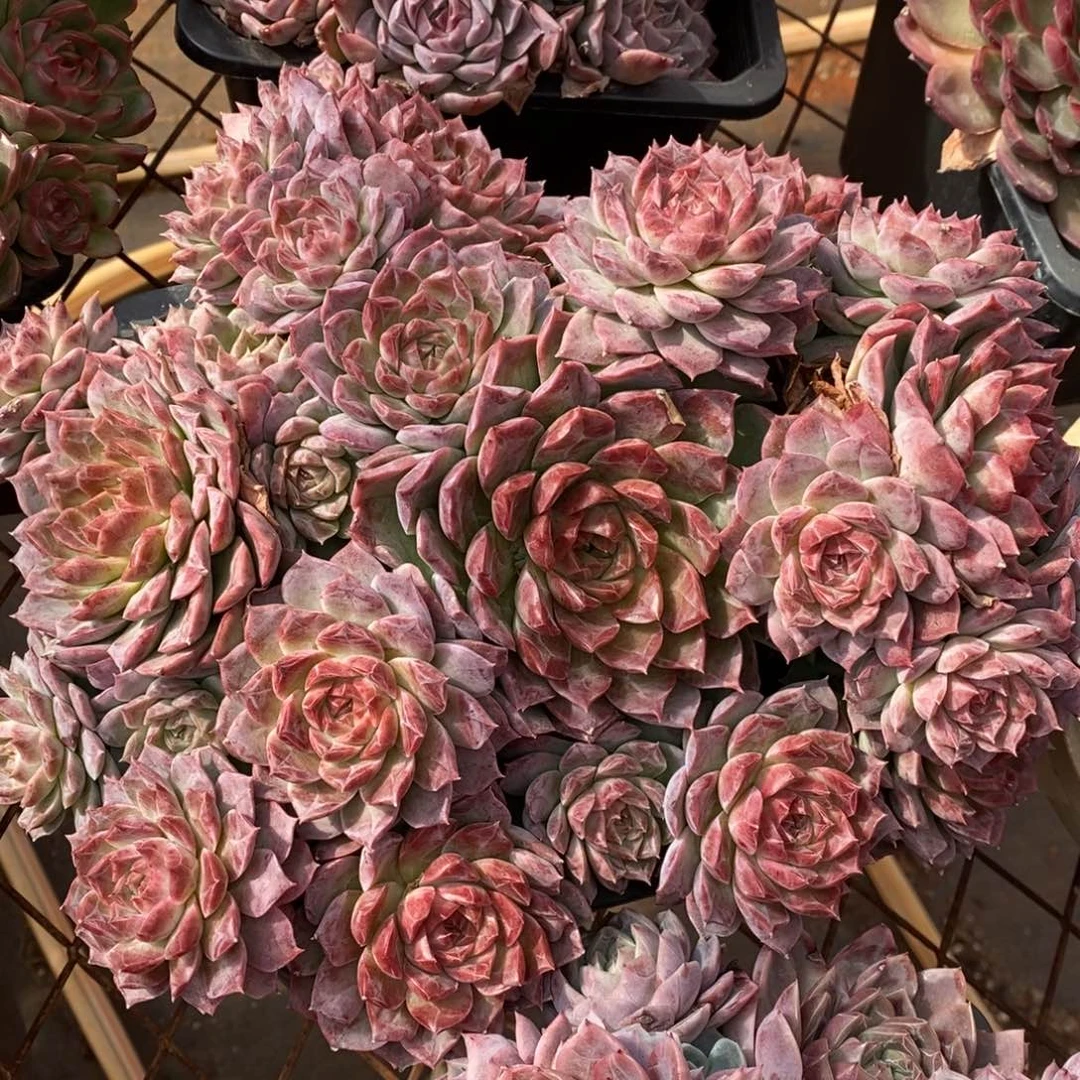 杂交精品多肉~模特链接