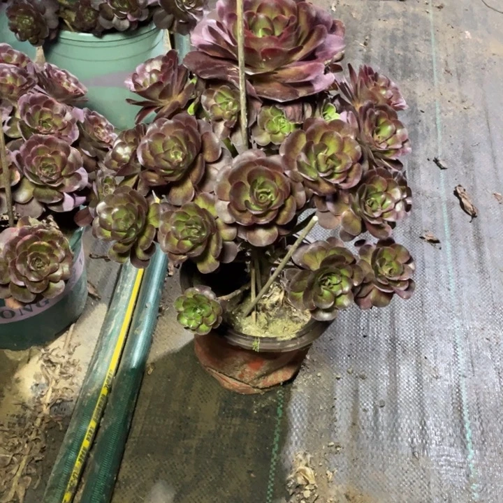 44魅金多肉多肉植物多肉