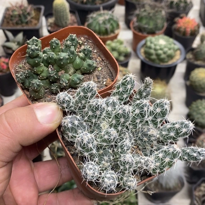 团扇2颗特价福利包邮