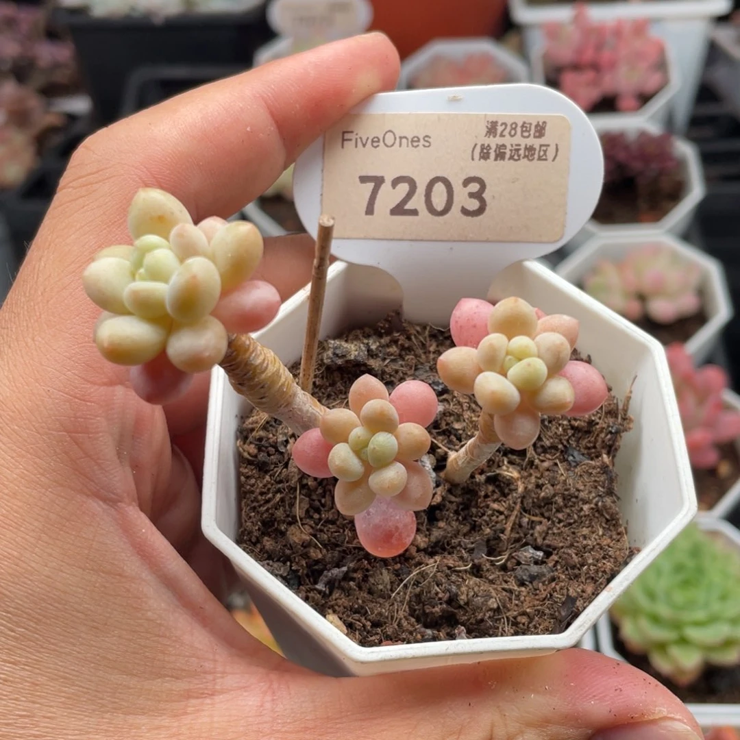 鱼子酱7203-6.5厘米