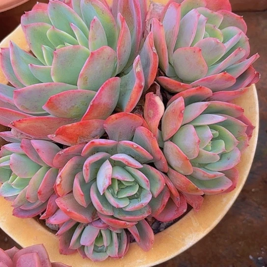 多肉植物。。。。。。。。。。。。。。