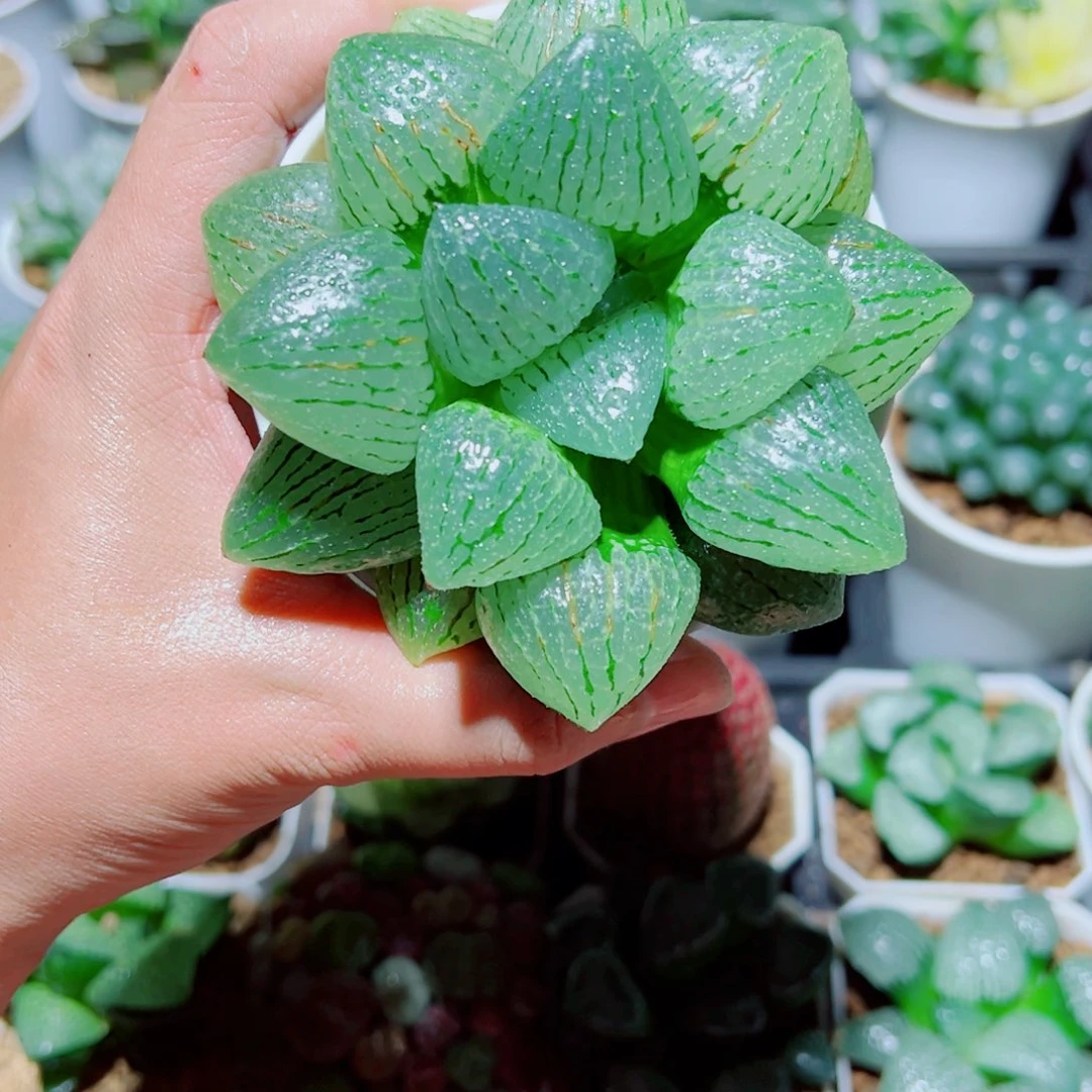 青指姬玉露多肉植物