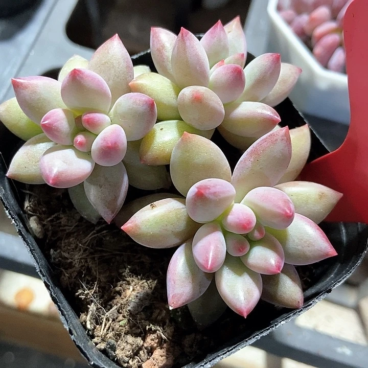 多肉植物虞美人218