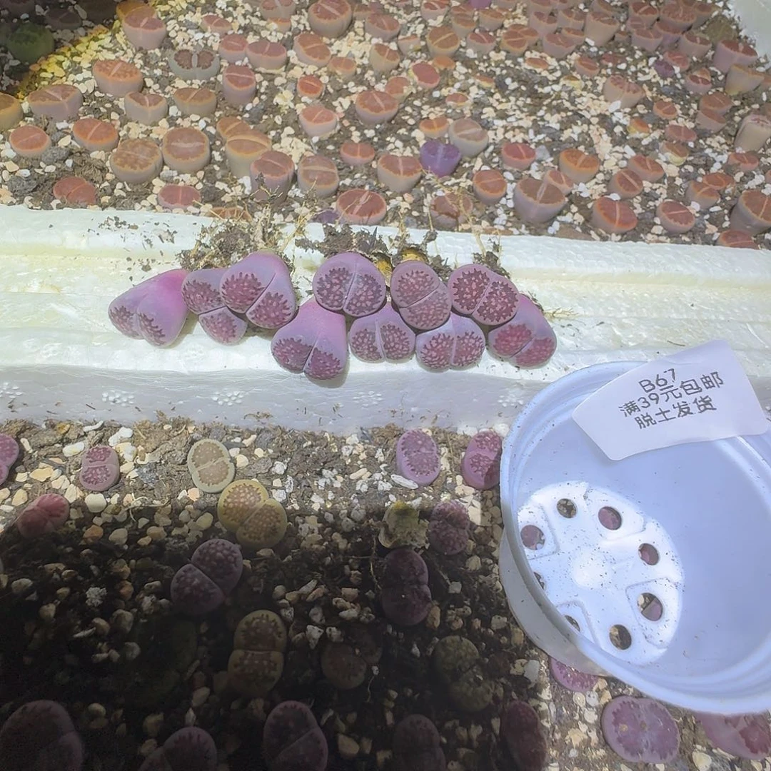 67紫李夫人哈哈哈哈哈哈哈