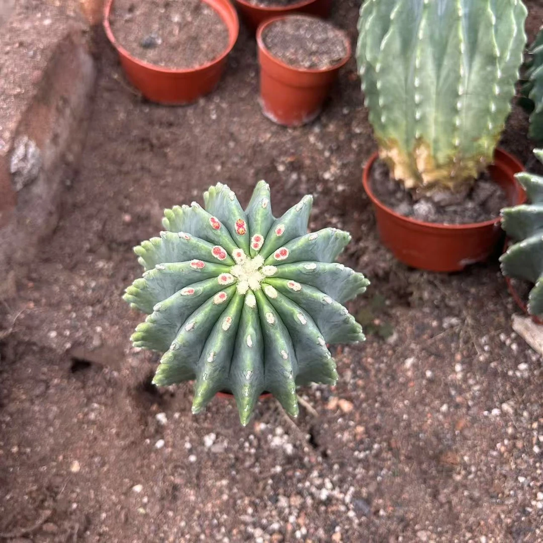 无刺王冠龙  仙人球夏型种绿植盆栽桌面阳台办公室摆件