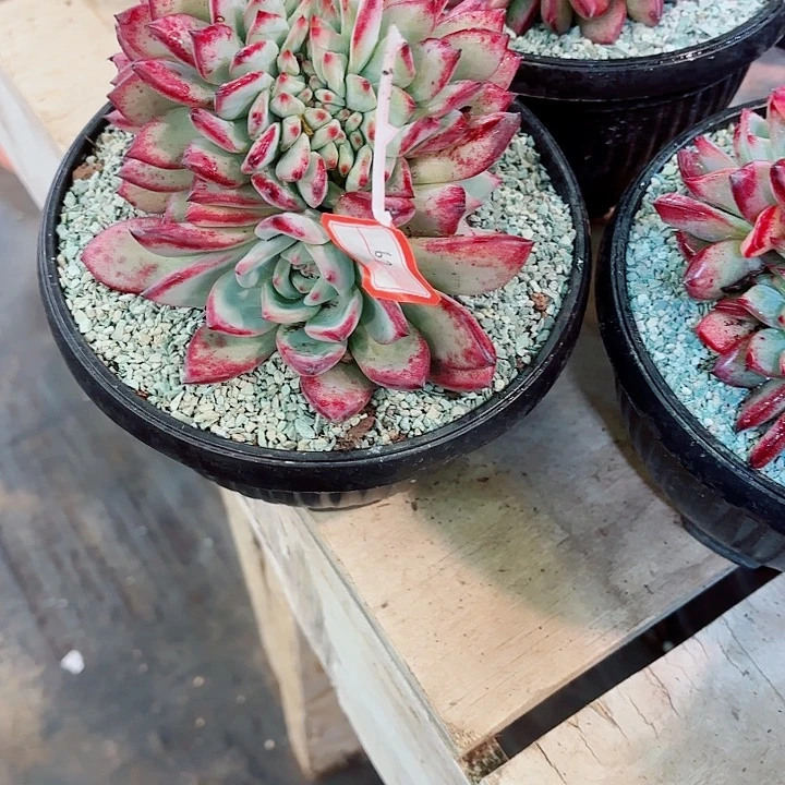 夢***想红拉糖缀化一物一拍67号