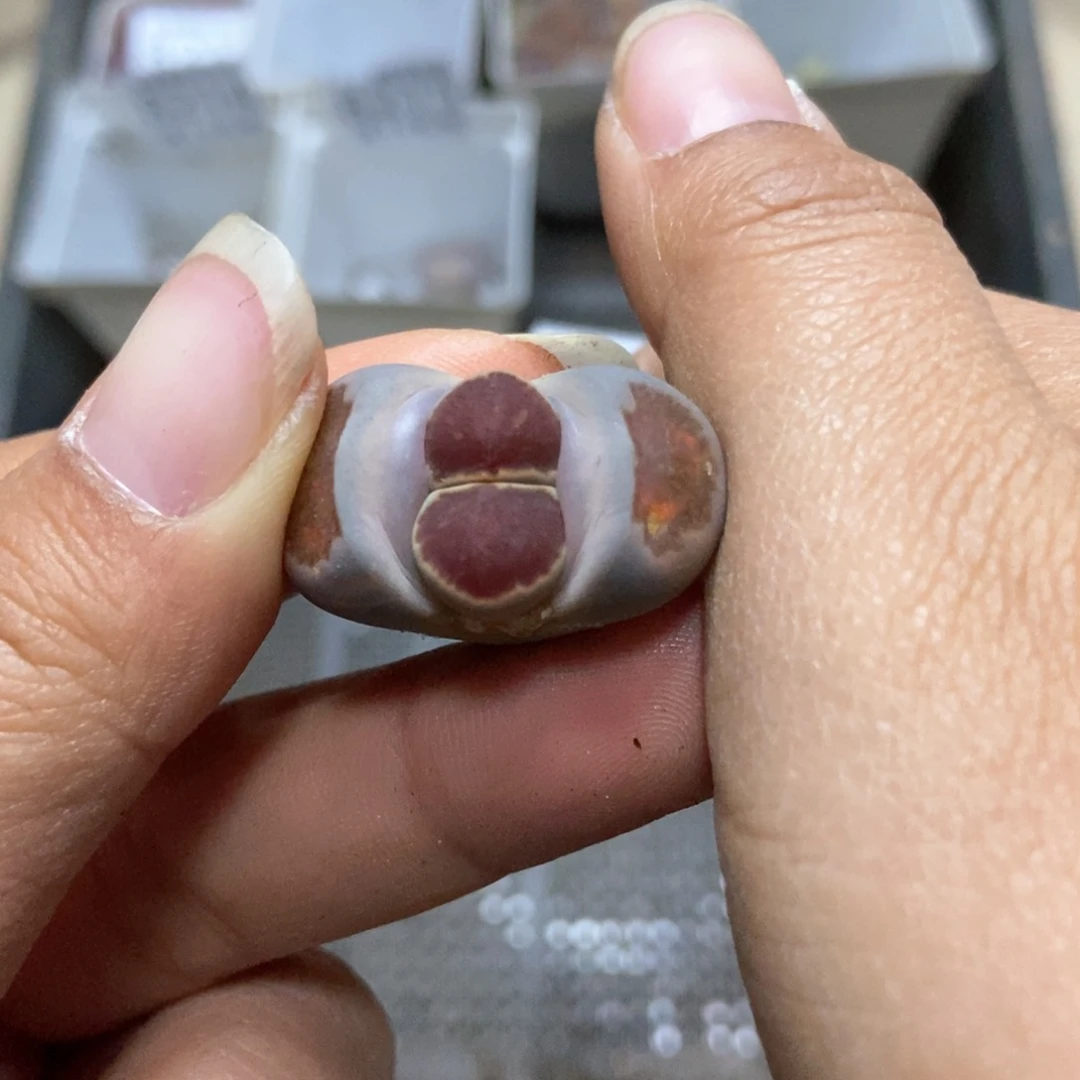 8216生石花一颗菊