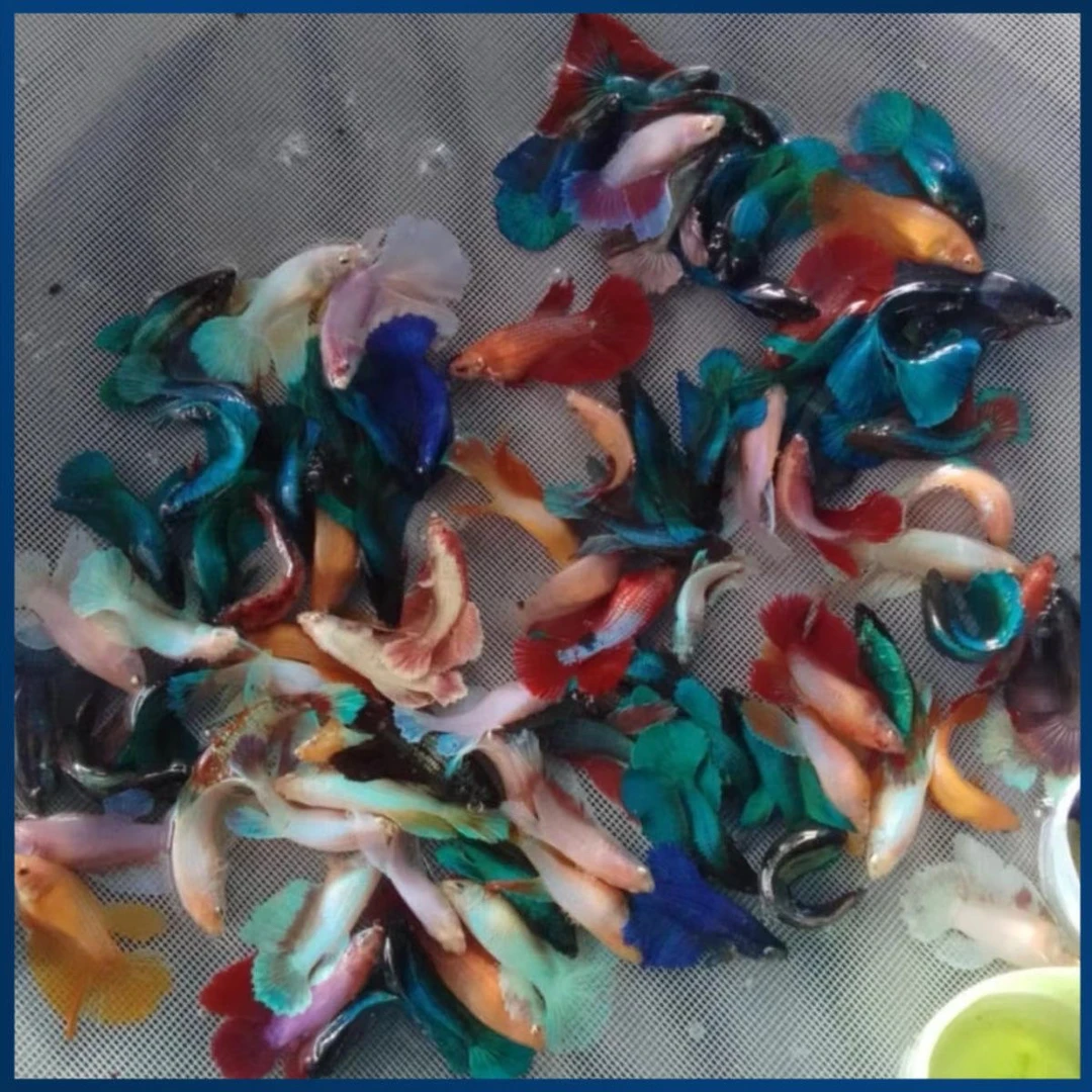 泰国斗鱼半月母鱼抱卵繁殖配对纯白群养母鱼大肚子小型热带观赏鱼