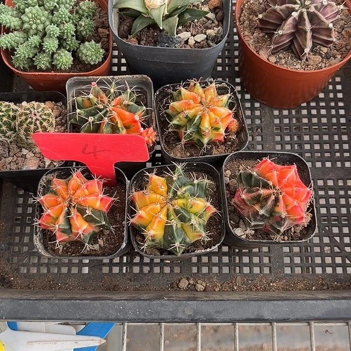 我也不知道我为什么要这样对