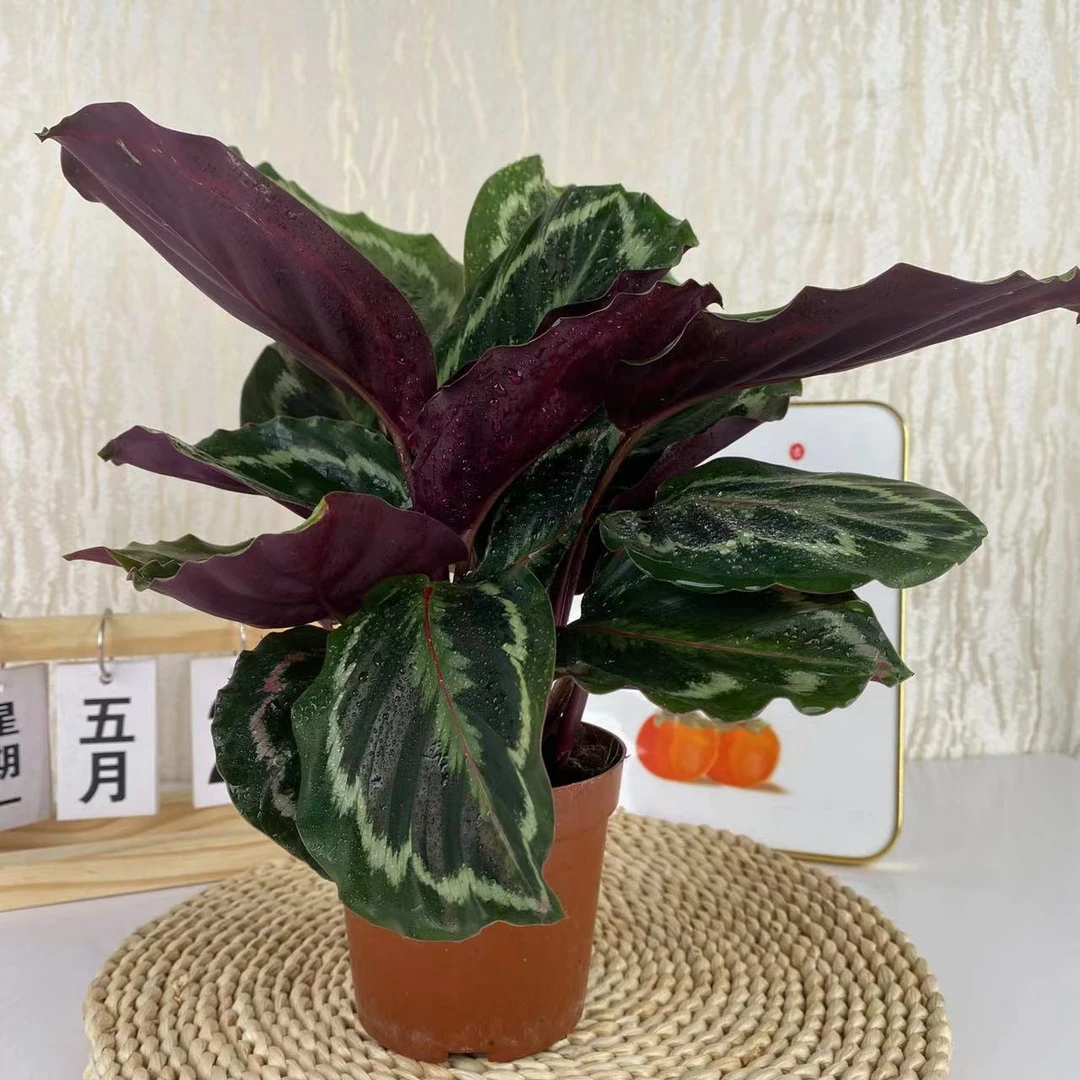 新彩虹竹芋盆栽桌面观叶绿植室内耐阴好养活吸甲醛净化空气植物