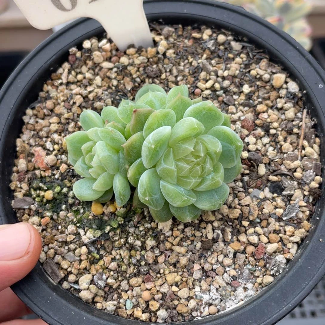 脆****o0158富贵和周周的冰玉