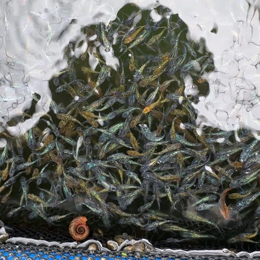 青鳉鱼1.5-2cm随机40条星光