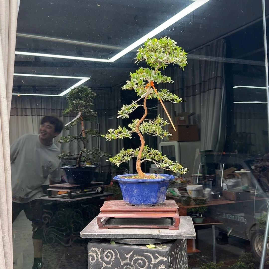 钱****无花朵花卉苗木花卉苗木0534