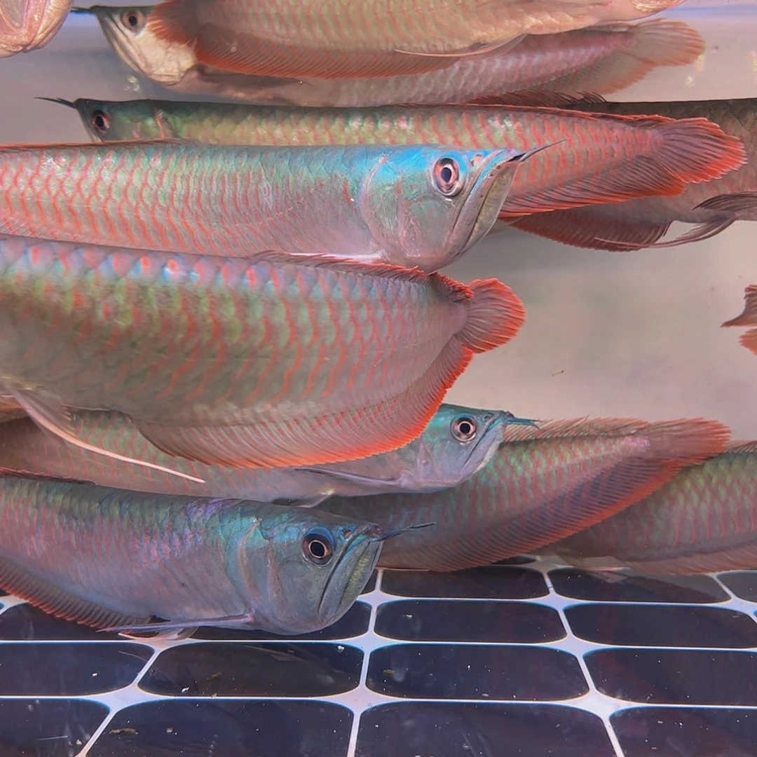 龙鱼庄*七彩银龙