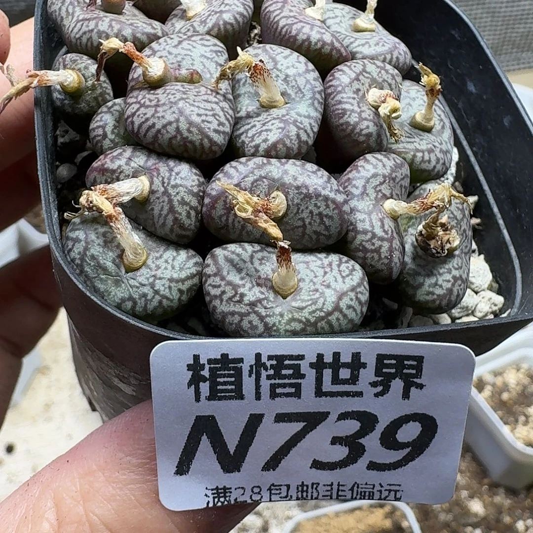 多肉植物的人生历程ghb