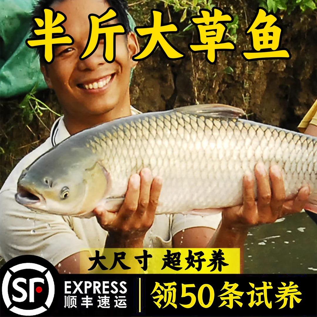 本地草鱼家鱼塘特大草鱼黑脆皖鱼活体半斤半斤草鱼