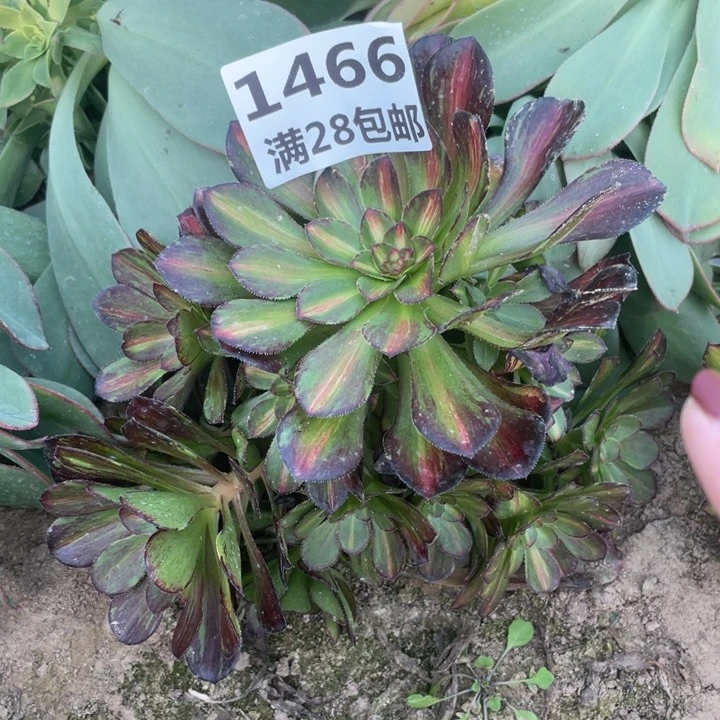 1466三号棚黑钻多肉