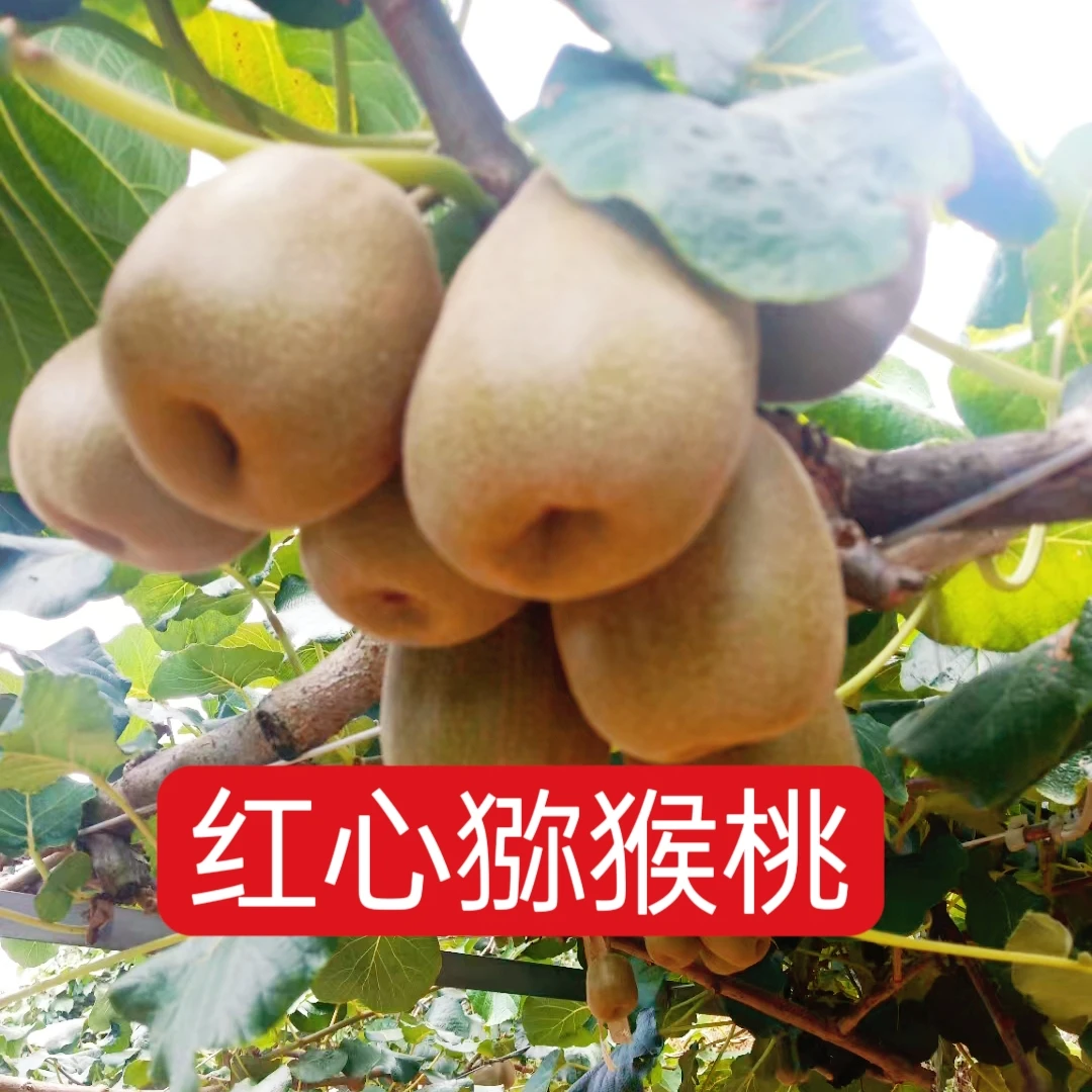 江西赣南猕猴桃正宗新鲜现摘香甜可口当季水果红心猕猴桃