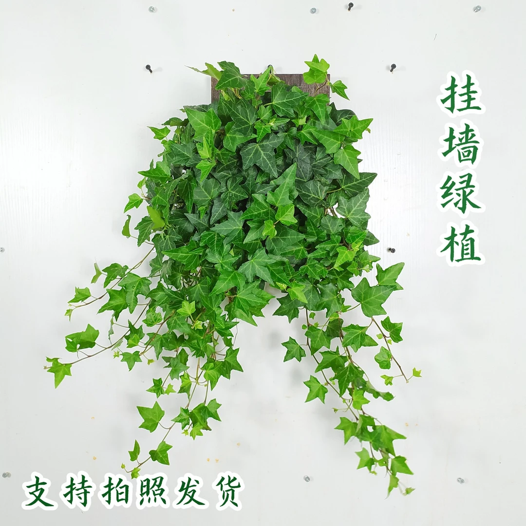 常青藤长藤悬挂吊花垂吊兰蕨类植物壁挂墙绿植卫生间常春藤鹿角蕨