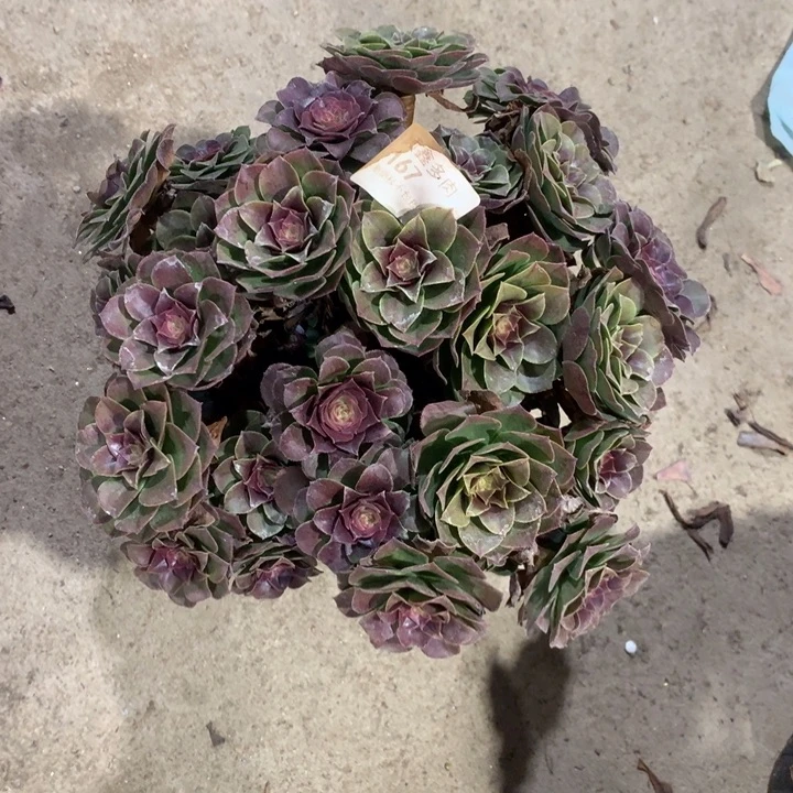 367万圣节多肉植物