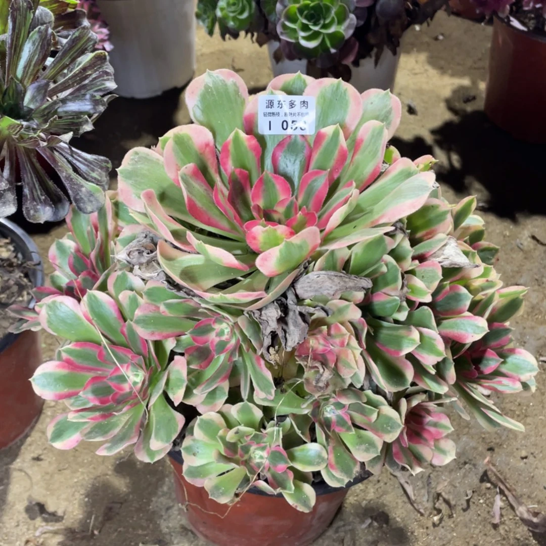 058妖月多肉法师断枝不包