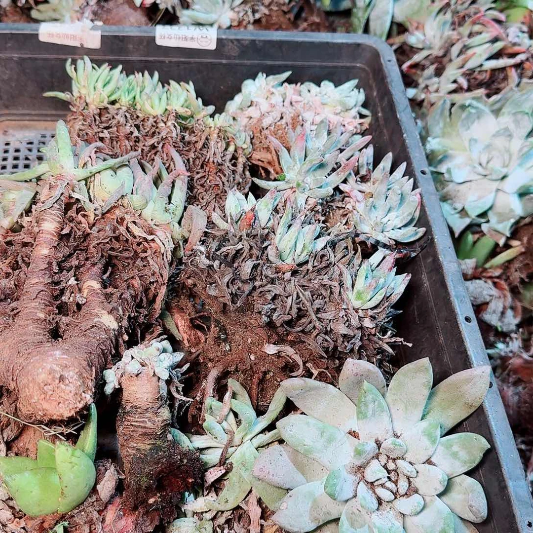 9215瑕疵框拍不售后