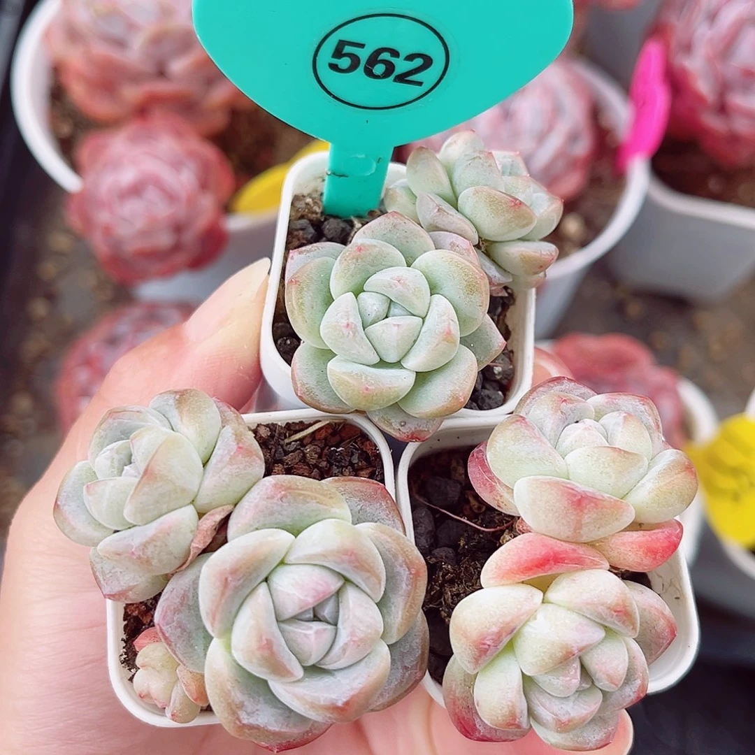 562号小老桩冰玉双头3颗组合