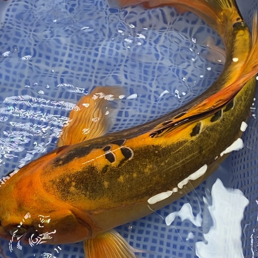 锦鲤锦鲤 开衩掉鳞充血属于正常情况 介意别拍