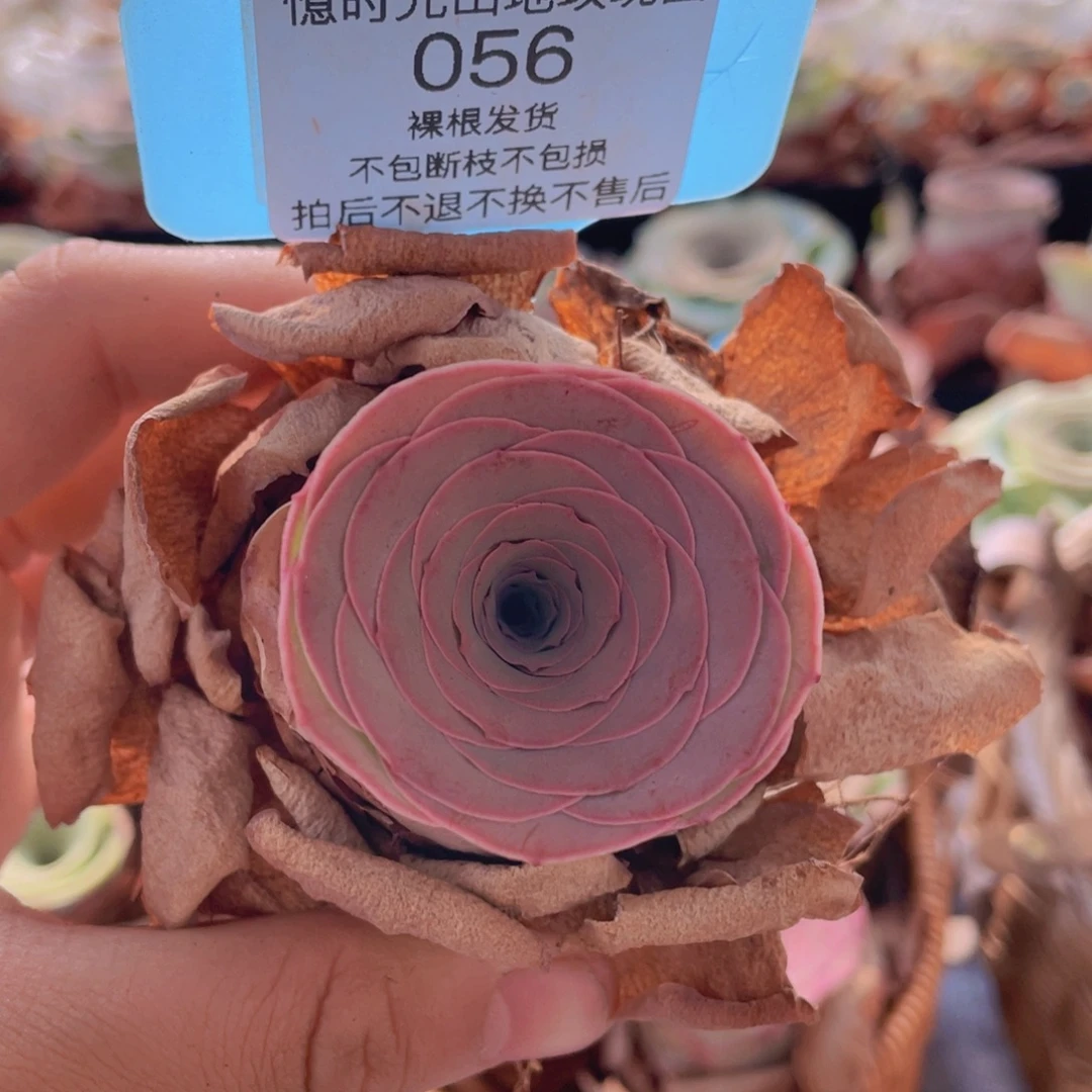 山地玫瑰056裸根发货不售后