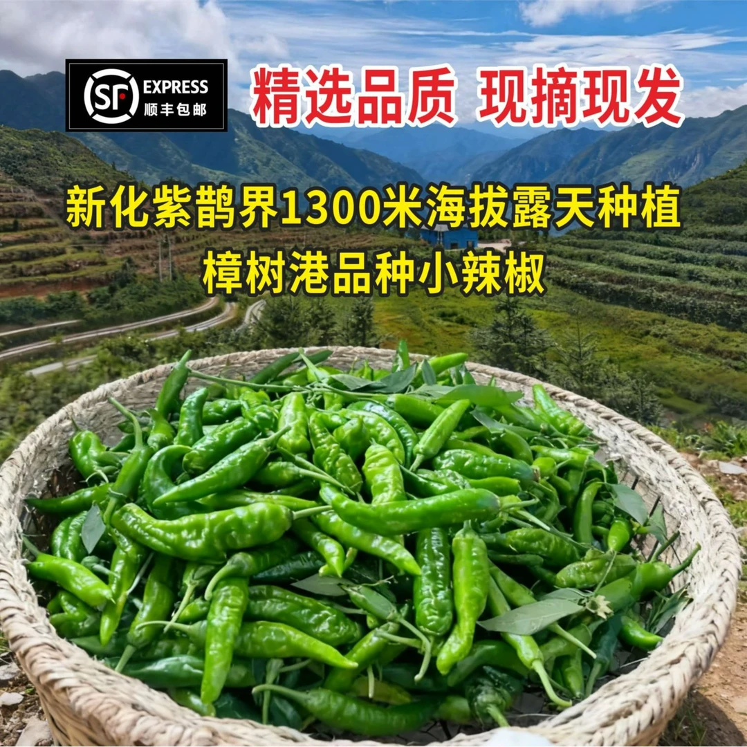 顺丰包邮新化紫鹊界1300米高海拔露天种植樟树港品种小辣椒