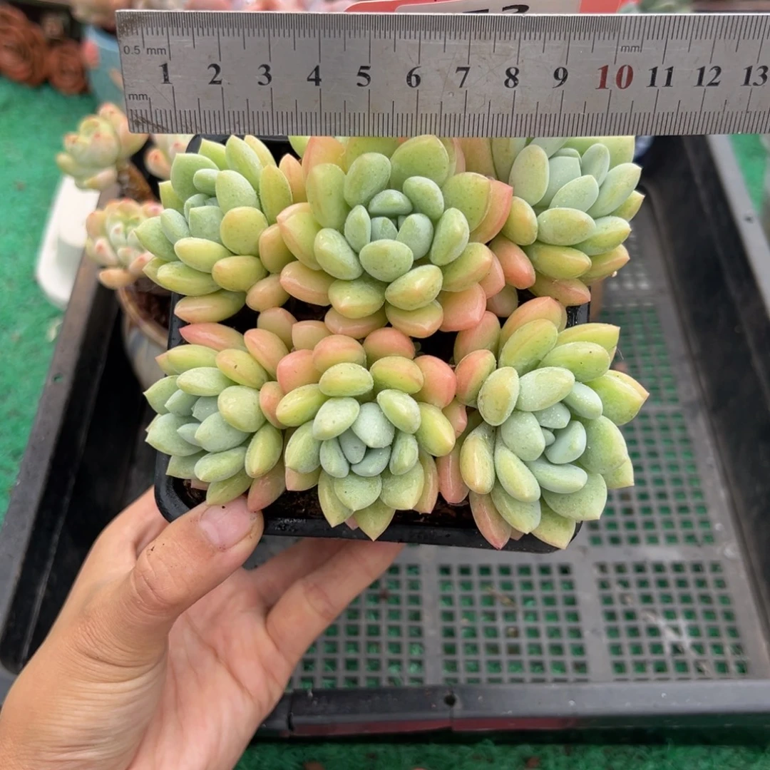 表妹精品多肉植物153.