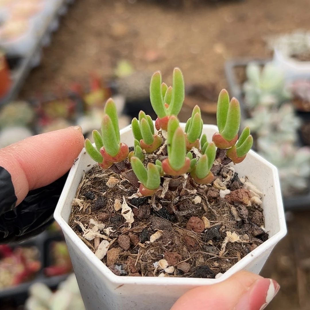 多肉植物多肉植物