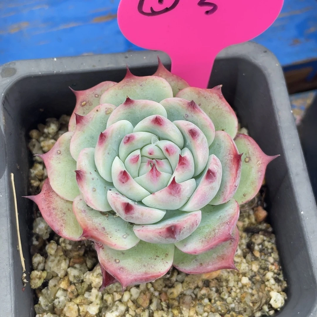 吉娃娃单头（满58包邮，不满58只发叶片）