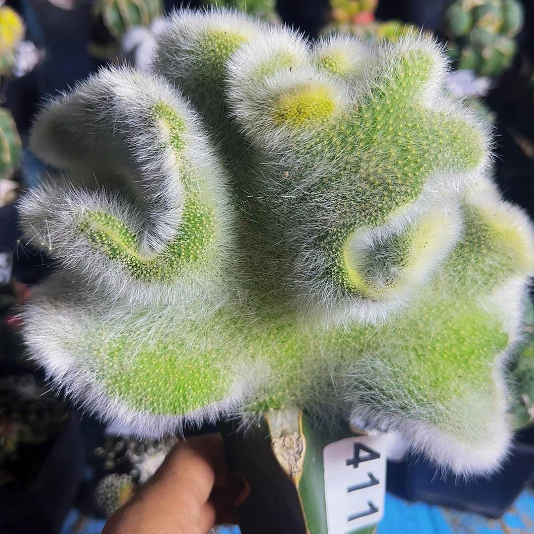 九尾狐缀化的411