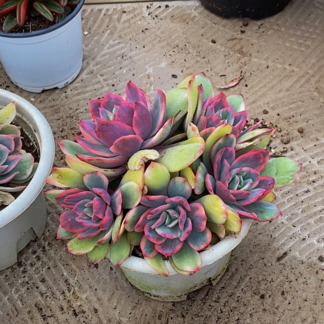 ?*宁48包邮一物一拍多肉