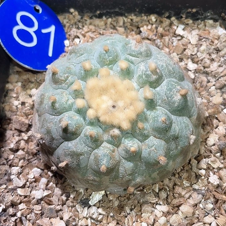 仙人球落地自根7公分81