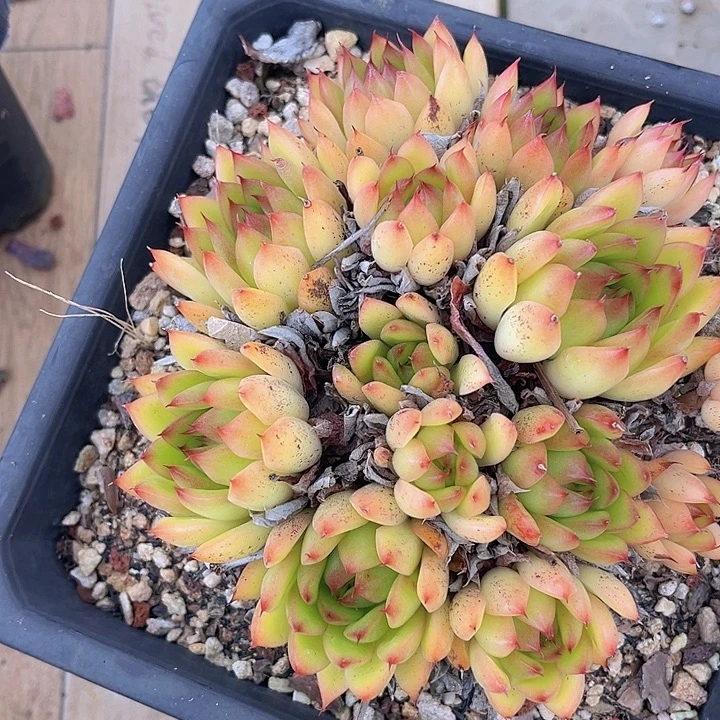 东云杂27157多肉植物