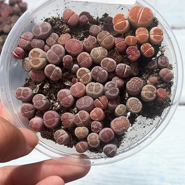 1115–番杏福利a65