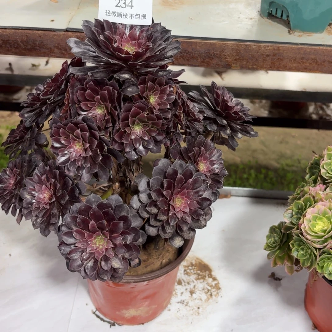 234黑铜壶多肉植物法师