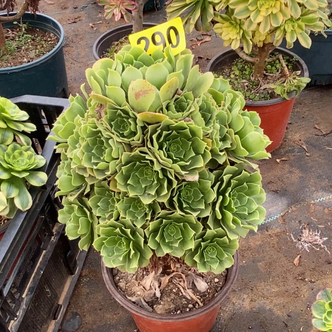 绿玫瑰290多肉植物