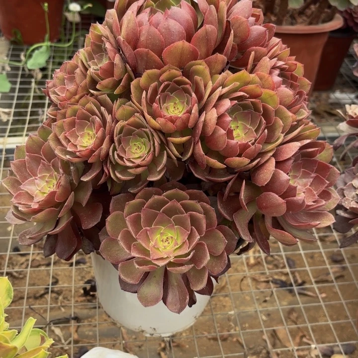 桃花石处理不包断头多肉5348