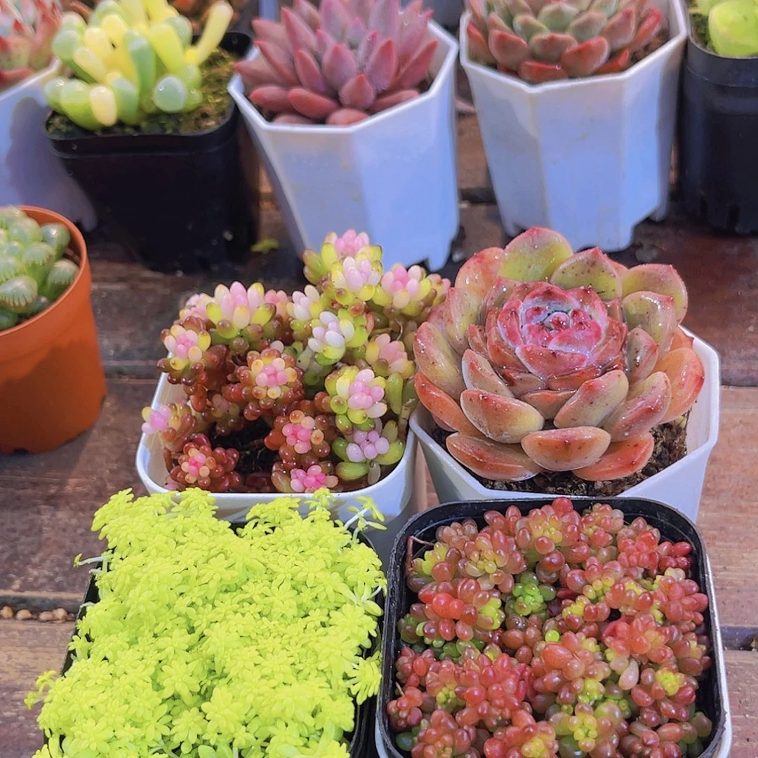 如图4盆111111111111111