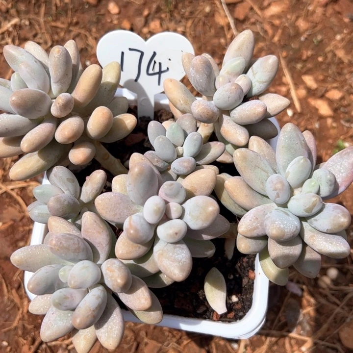 174粉色恋人多肉植物