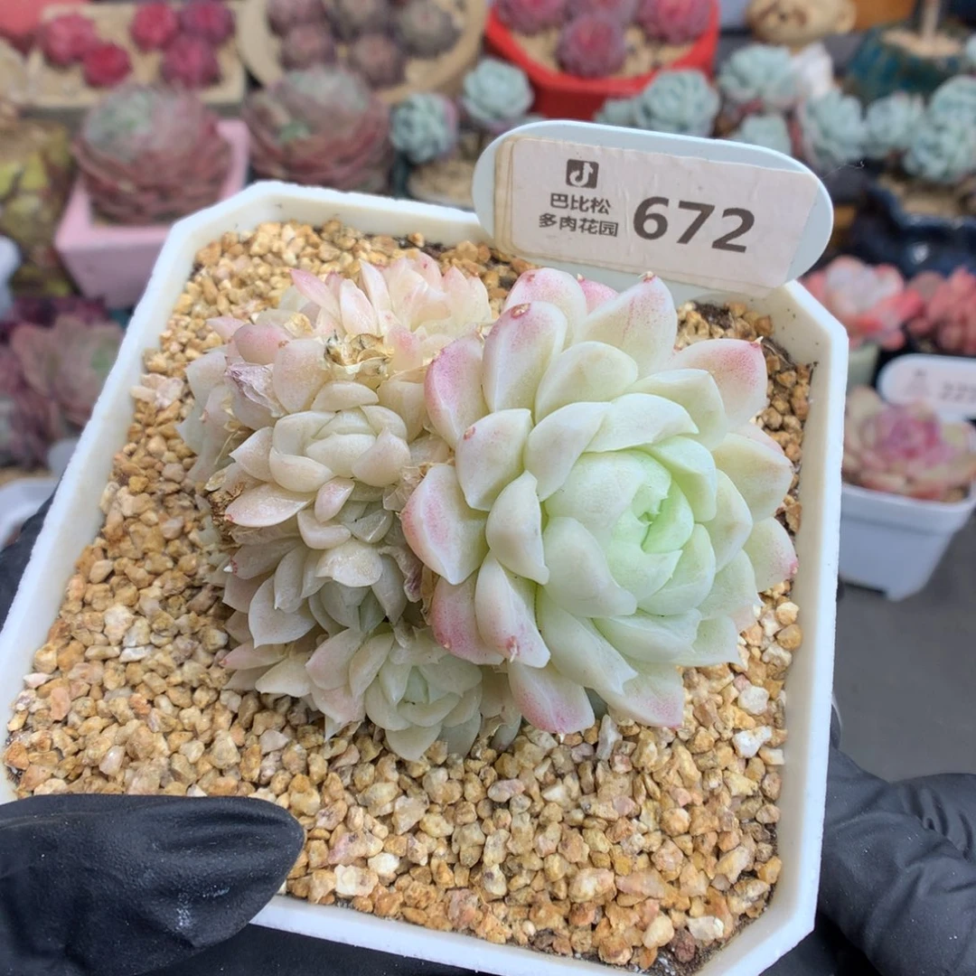 672 琉璃盏缀多肉